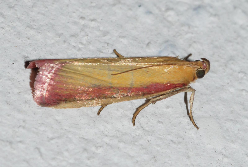 Pyralidae